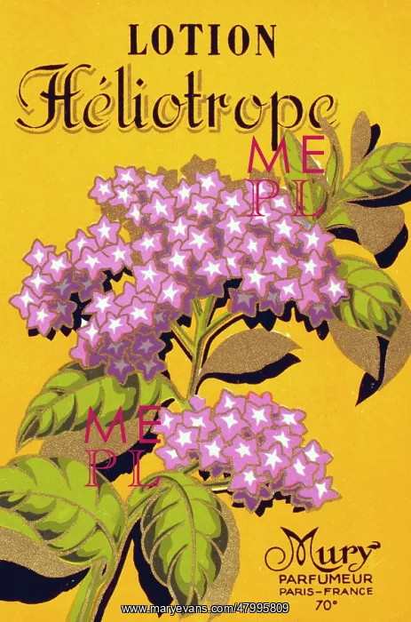 : Label design for Lotion Heliotrope : Label design for Lotion Heliotrope