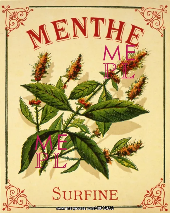 : Label design for Menthe (Peppermint) : Label design for Menthe (Peppermint)