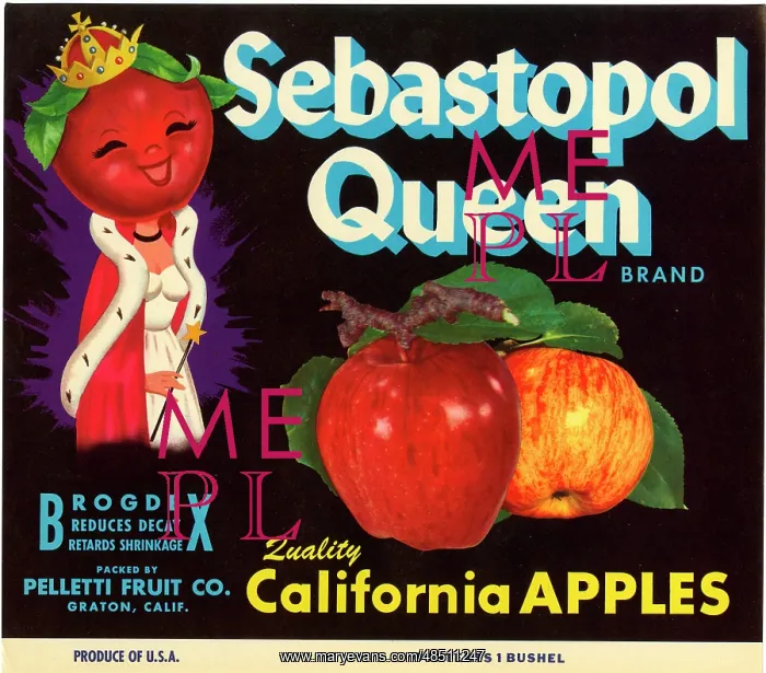 : Label design, Sebastopol Queen Apples : Label design, Sebastopol Queen Apples