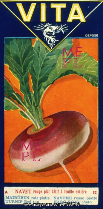 : Label design for Vita -- red top turnip : Label design for Vita -- red top turnip