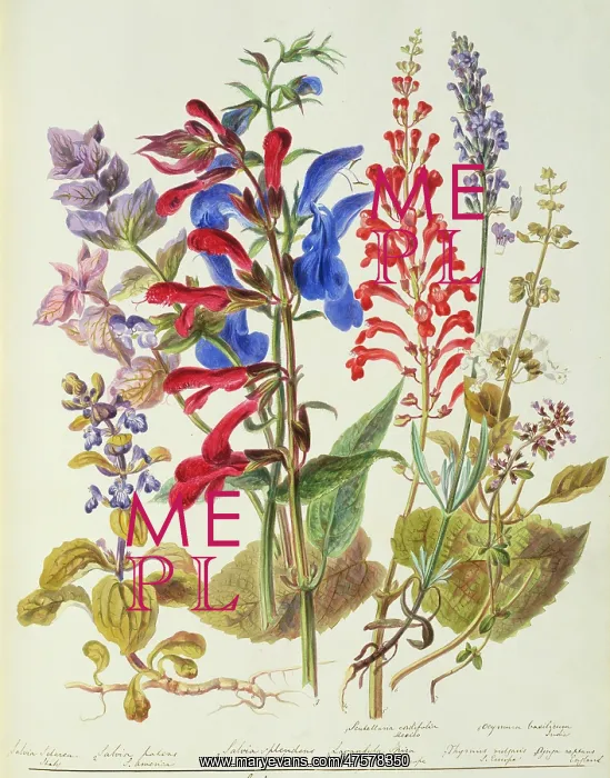 : Labiatae. Plate 112 from The Chief Natural Orders of Plants (1849) : Labiatae. Plate 112 from The Chief Natural Orders of Plants (1849)