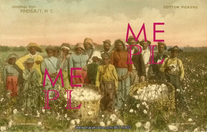: Labor - Cotton - African-American : Labor - Cotton - African-American