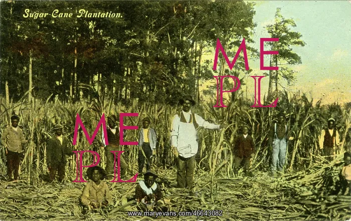  : Labor - Sugar Cane - African-American