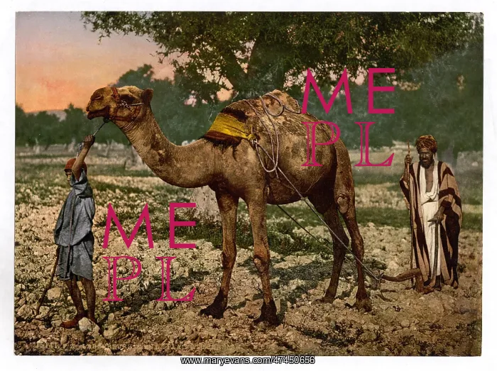 : Laborers, Plain of Esdraelon, Holy Land, (i.e. Plain of Jez : Laborers, Plain of Esdraelon, Holy Land, (i.e. Plain of Jez