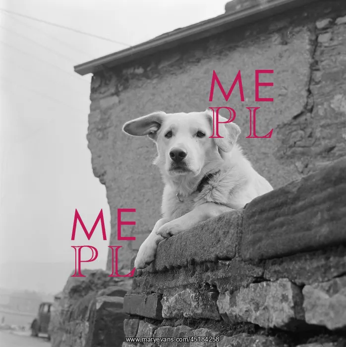 : Labrador. A view looking up at a pale coloured labrador retriever looking : Labrador. A view looking up at a pale coloured labrador retriever looking