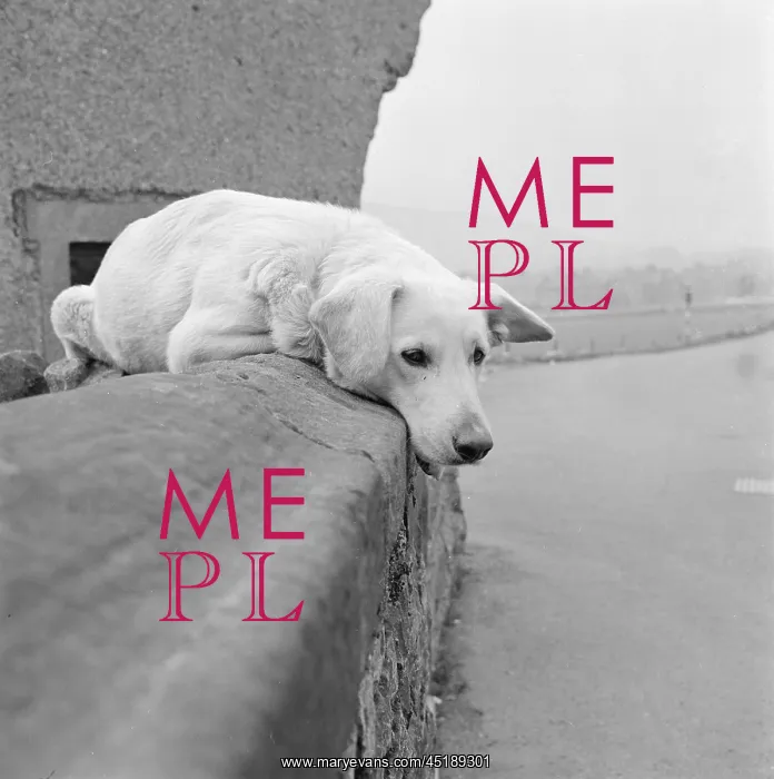 : Labrador. A view of a pale coloured labrador retriever lying on the curved : Labrador. A view of a pale coloured labrador retriever lying on the curved