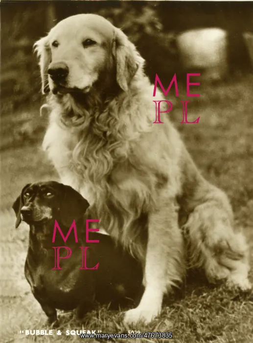: Labrador and Dachshund, Bubble and Squeak : Labrador and Dachshund, Bubble and Squeak