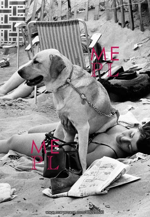 : Labrador Dog sitting on lady - Welsh Beach : Labrador Dog sitting on lady - Welsh Beach