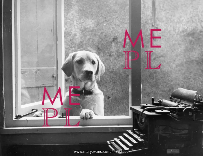 : Labrador dog at window, with typewriter, Crediton, Devon : Labrador dog at window, with typewriter, Crediton, Devon
