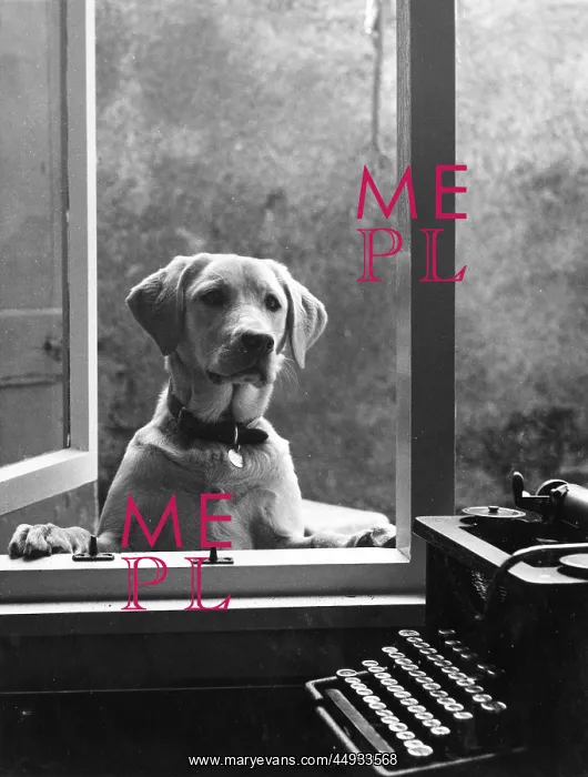 : Labrador dog at window, with typewriter, Crediton, Devon : Labrador dog at window, with typewriter, Crediton, Devon