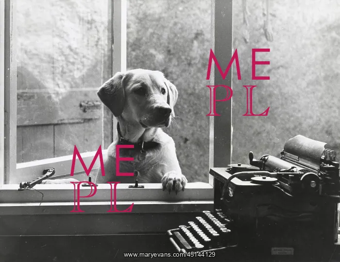 : Labrador dog at window, with typewriter, Crediton, Devon : Labrador dog at window, with typewriter, Crediton, Devon
