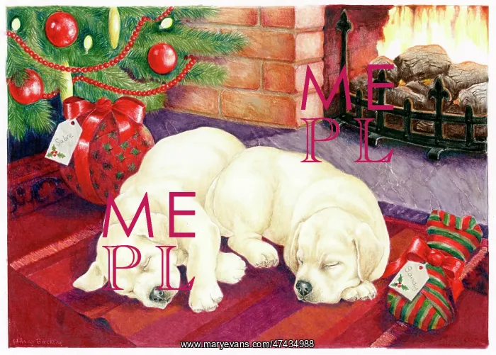  : Two Labrador Puppies