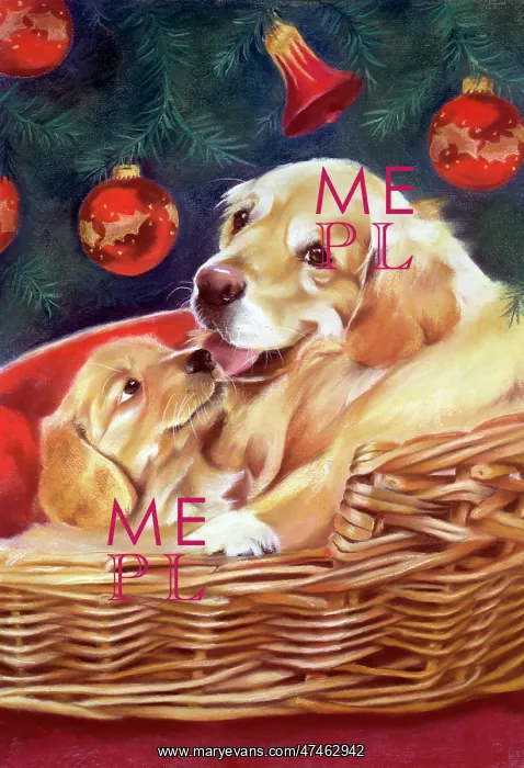 : Labrador and Puppy ? under Christmas tree : Labrador and Puppy ? under Christmas tree