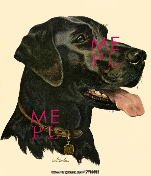  : Labrador Retriever