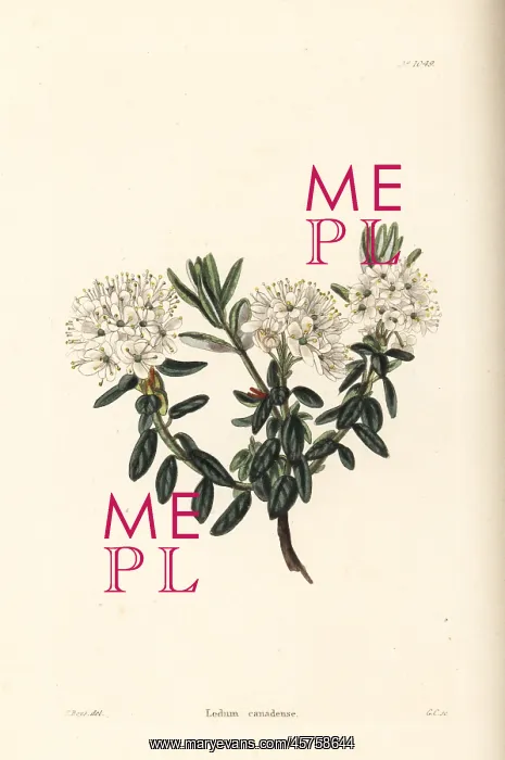 : Labrador tea, Ledum canadense : Labrador tea, Ledum canadense