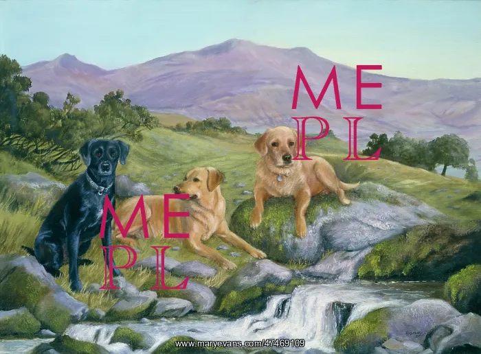 : Labradors ? three dogs in landscape : Labradors ? three dogs in landscape