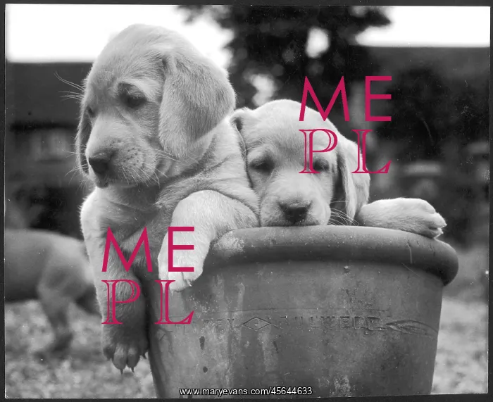  : LABRADORS IN POT