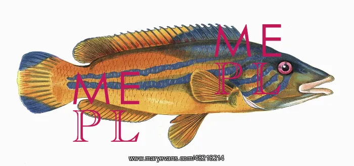 : Labrus mixtus, or Cuckoo Wrasse : Labrus mixtus, or Cuckoo Wrasse