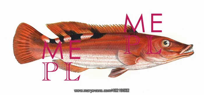 : Labrus trimaculatus, or Three-Spotted Wrasse : Labrus trimaculatus, or Three-Spotted Wrasse