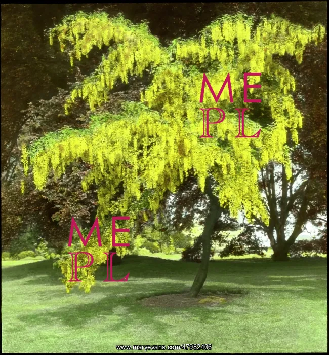 : Laburnum and Copper Beech : Laburnum and Copper Beech