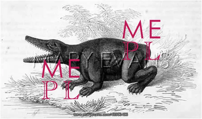 : LABYRINTHODONT / ENGRAVING : LABYRINTHODONT / ENGRAVING