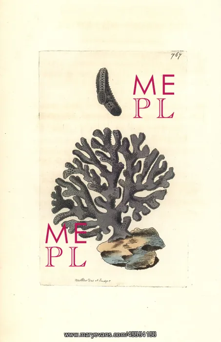 : Lace coral, Distichopora violacea : Lace coral, Distichopora violacea