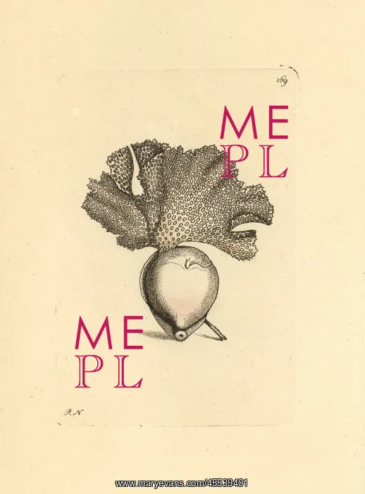 : Lace millepore coral, Millepora cellulosa : Lace millepore coral, Millepora cellulosa