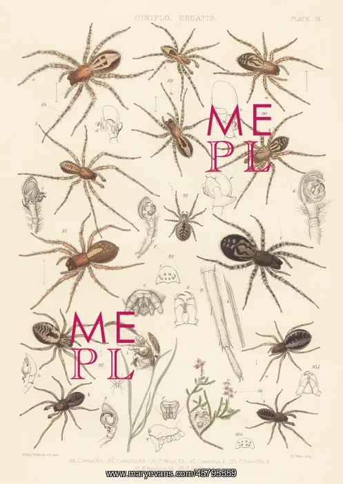 : Lace-webbed and lace-weaver spiders : Lace-webbed and lace-weaver spiders