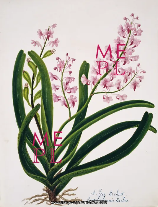 : Laceolabinuin rubra, tree orchid : Laceolabinuin rubra, tree orchid