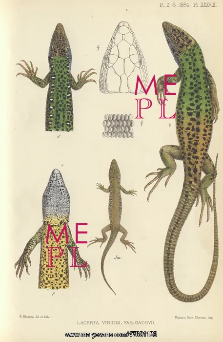 : Lacerta viridis, green lizard : Lacerta viridis, green lizard