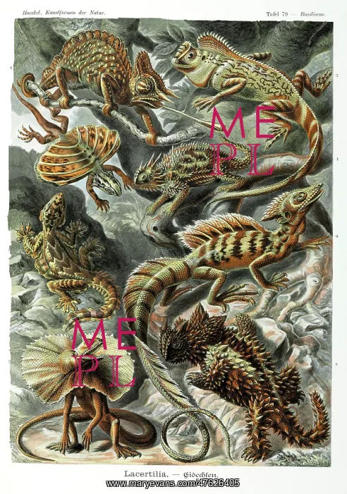 : Lacertilia, lizards : Lacertilia, lizards