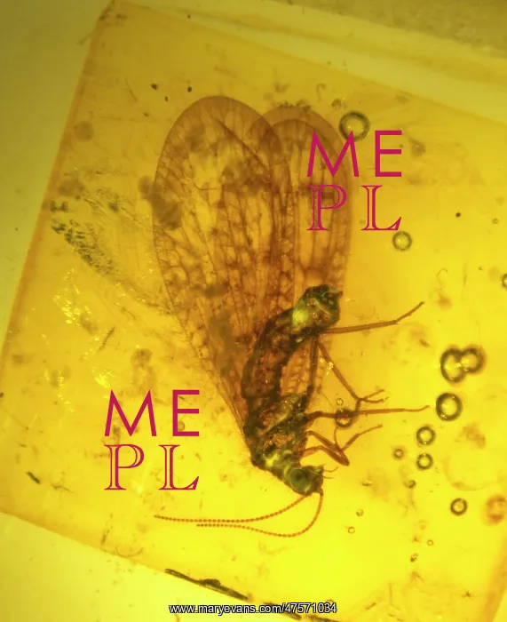 : Lacewing in amber : Lacewing in amber