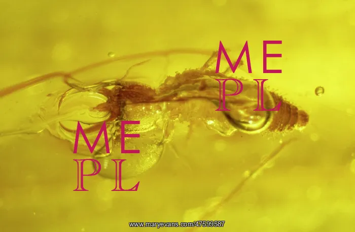 : Lacewing larva in amber : Lacewing larva in amber