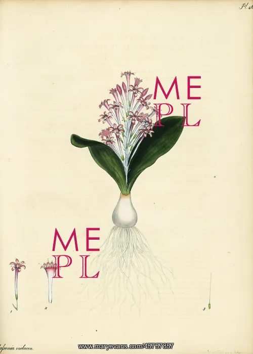 : Lachenalia ensifolia : Lachenalia ensifolia