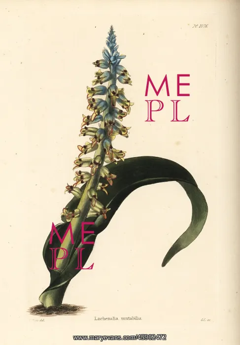: Lachenalia mutabilis : Lachenalia mutabilis