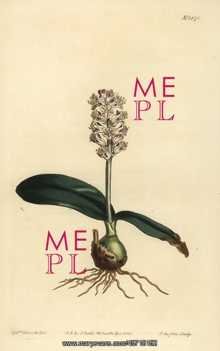 : Lachenalia pallida : Lachenalia pallida