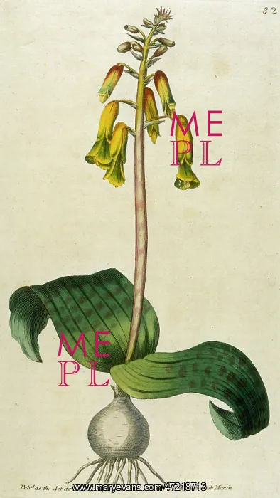 : Lachenalia Tricolor : Lachenalia Tricolor