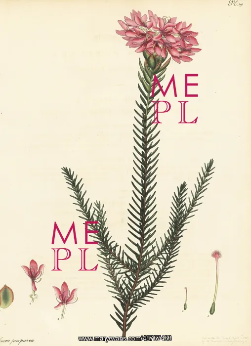 : Lachnaea eriocephala : Lachnaea eriocephala