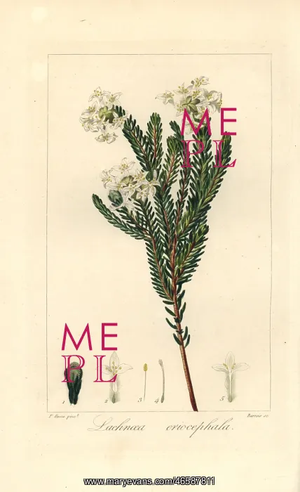: Lachnaea eriocephala, native of South Africa : Lachnaea eriocephala, native of South Africa