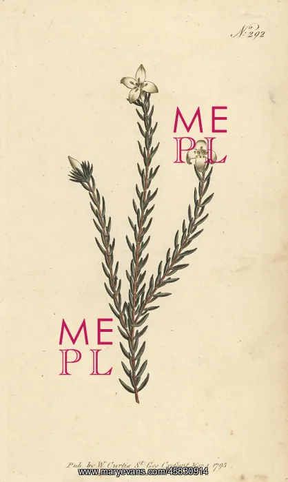  : Lachnaea grandiflora