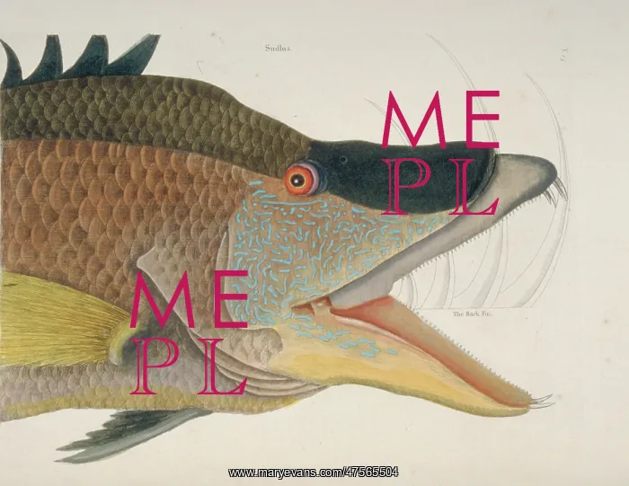 : Lachnolaimus maximus, hogfish : Lachnolaimus maximus, hogfish