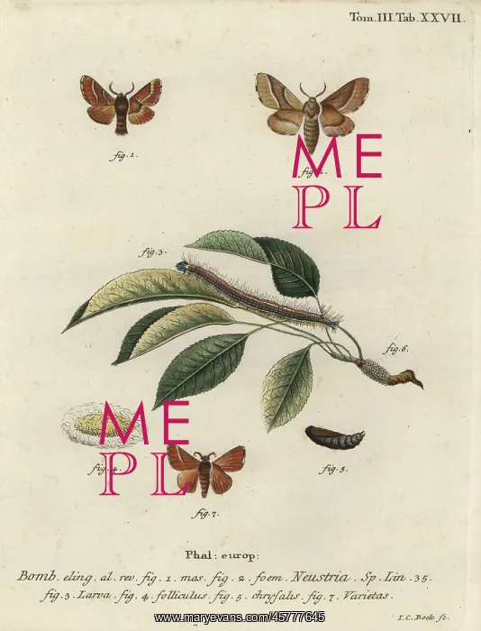 : Lackey moth, Malacosoma neustria : Lackey moth, Malacosoma neustria