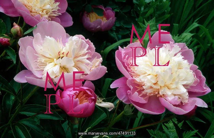 : Lactiflora Aureole Bowl of Beauty : Lactiflora Aureole Bowl of Beauty