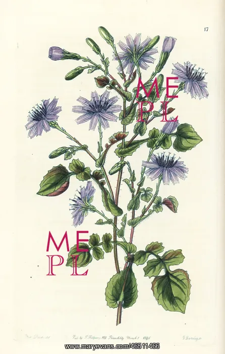 : Lactuca macrorhiza : Lactuca macrorhiza