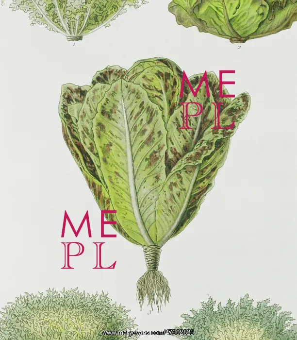 : Lactuca sativa, lettuce : Lactuca sativa, lettuce