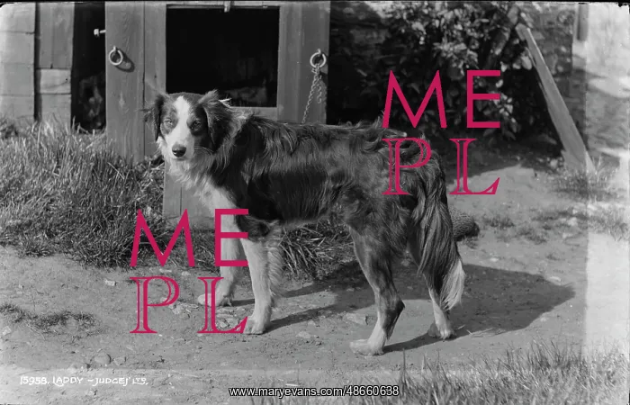 : Laddy the Dog : Laddy the Dog