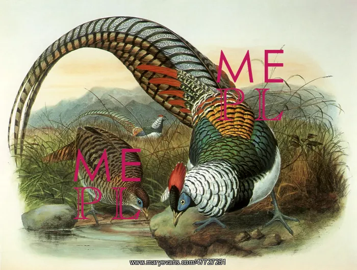 : Lady Amherst's Pheasant : Lady Amherst's Pheasant