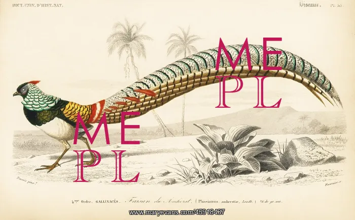 : Lady Amherst's pheasant, Chrysolophus amherstiae : Lady Amherst's pheasant, Chrysolophus amherstiae