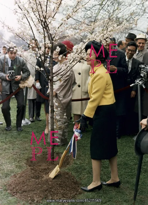 : Lady Bird Johnson planting a tree during ? : Lady Bird Johnson planting a tree during ?