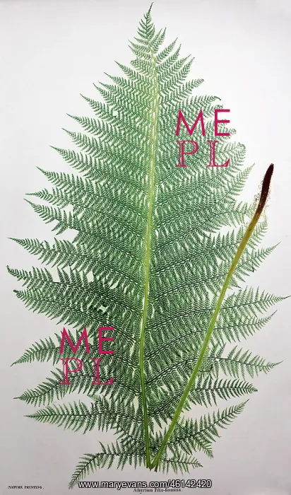 : Lady Fern plant : Lady Fern plant